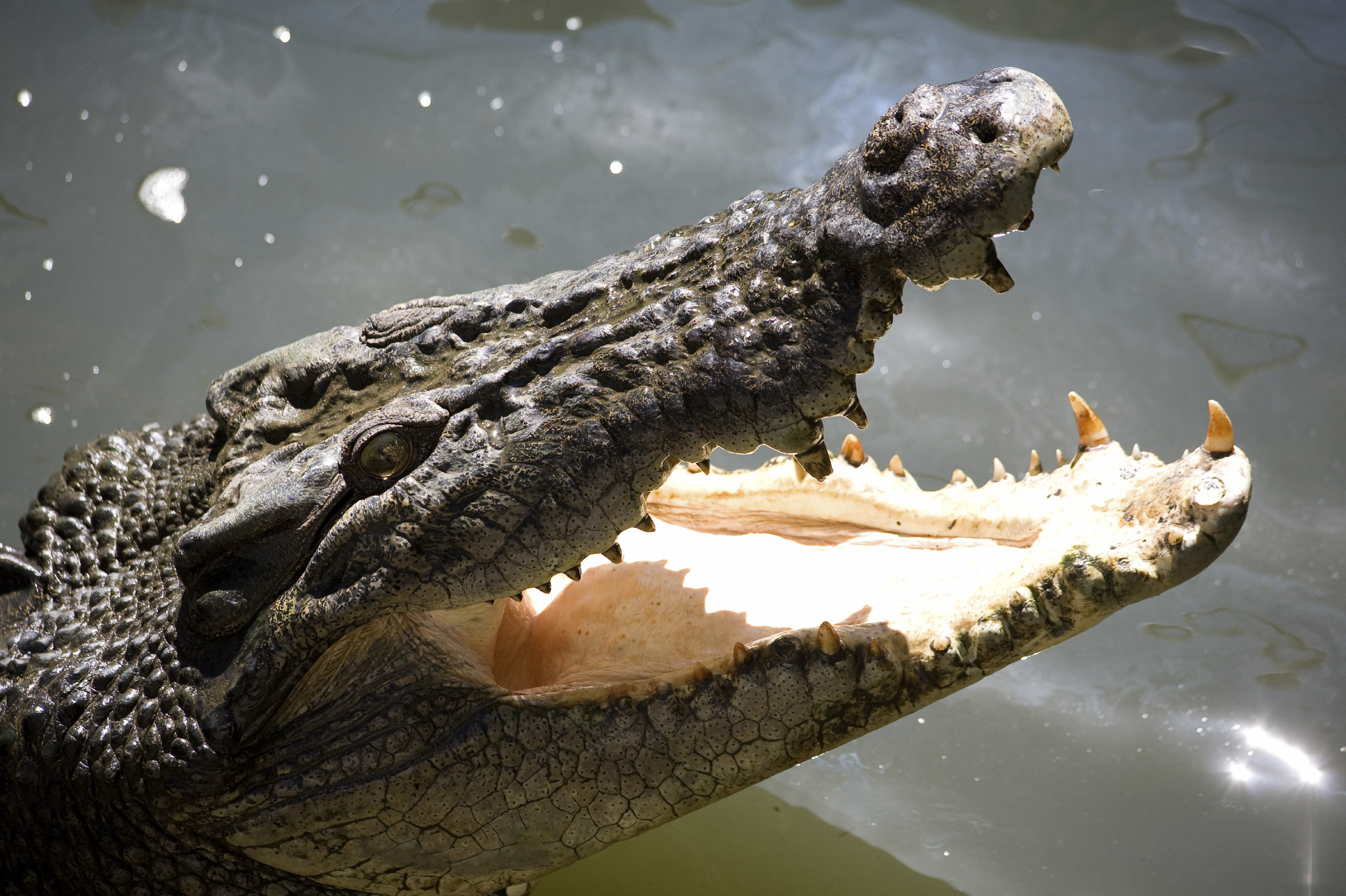 Крокодилы в соленой воде. Ареал гребнистого крокодила. Гребнистый крокодил ареал обитания. Гребнистый крокодил в Австралии. Место обитания аллигаторов и крокодилов.