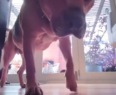 Keeping your furry friends company